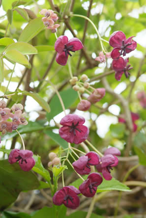 De schijnaugurk (Akebia quinata)